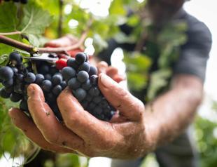 600-year-old pinot noir grape found in medieval French toilet