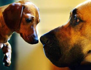 Oldest dog DNA suggests 16,000 years of human companionship