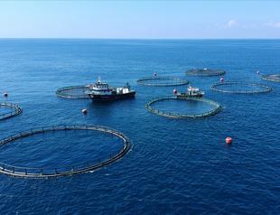 Record start to 2026 flags landmark year for Turkish seafood