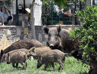 Türkiye to allow controlled hunting of non-protected wild animals in risk situations