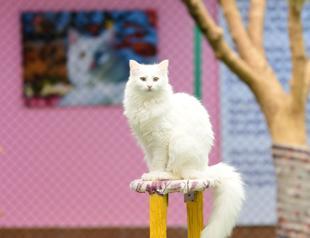 Van cat research center welcomes first litters of 2026