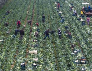 Pesticides found in home-cooked dinner plates in Türkiye, study says