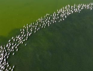 Flamingos return to Tuzla Palas Lake after decades