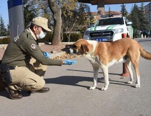 Türkiye collects 75 pct of stray animals, minister says