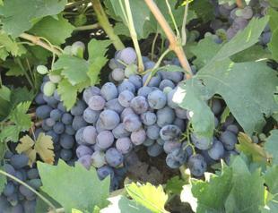 Erzincan’s tulum cheese, Cimin grape enter global Ark of Taste