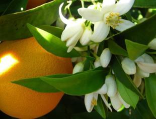 Bloom with the spring