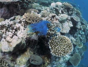 Türkiye launches coral restoration project in Marmara Sea