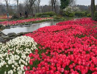 Millions of tulips blossom in Istanbul, drawing crowds to iconic parks