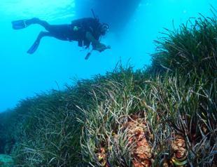 Seagrass meadows on Antalya coast to be monitored, restored