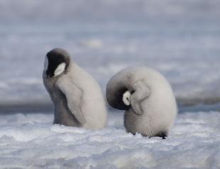 Emperor penguins listed as endangered species: IUCN