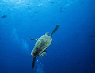 Ocean temperatures near record high in March: Monitor