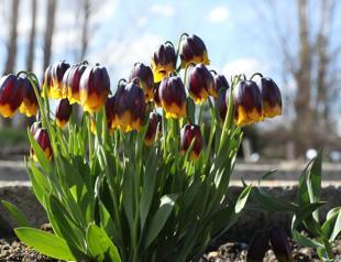 Tulip Garden prepares for botanical tourism