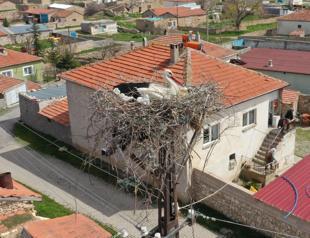 Villagers monitor storks via camera