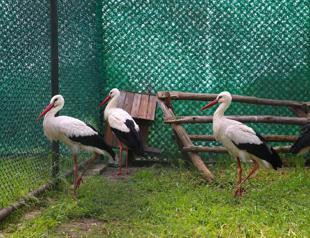 Injured, exhausted migratory birds treated at center in Hatay