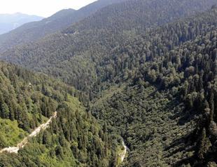 Int’l project to identify, protect Black Sea’s virgin forests