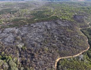 Türkiye steps up forest fire preparedness as risk season approaches