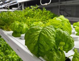 Underground farming in Istanbul targets year-round strawberry harvest