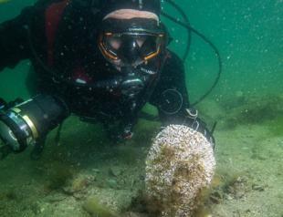 Hidden marine refuge emerges on Istanbul’s industrial coast