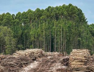 Tropical forest loss eases after record year: Researchers