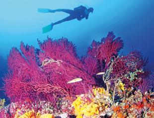 Ayvalık’s rare coral habitats under threat from climate pressures