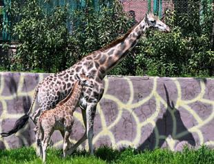 First giraffe born in Türkiye named ‘Çınar’