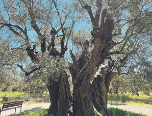 Olive odyssey through time