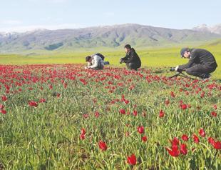 Chinese documentary team travels 7,000 kilometers to capture rare Muş tulips
