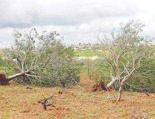 Supercell storm devastates pistachio orchards in southern Türkiye