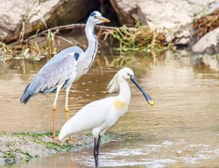Migratory birds return to Van as rain revives wetlands