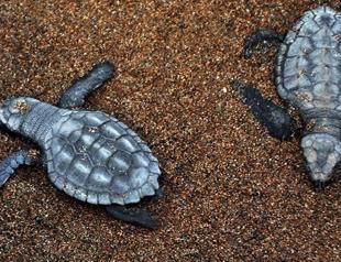 İztuzu hosts Mediterranean’s first Caretta caretta nests