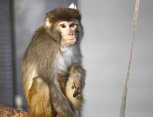 Bozok the monkey adapting to new home in Ankara