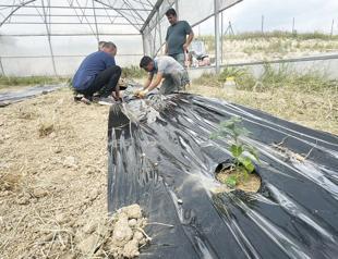 Entrepreneur begins coffee cultivation trials in Adana