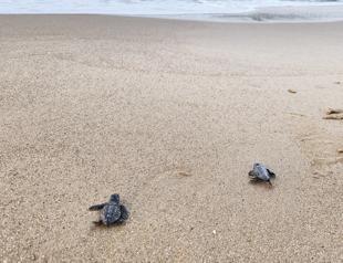 Caretta carettas return to Türkiye’s southern coast of Antalya for nesting season