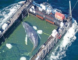 Stranded whale rescued in Germany found dead in Denmark