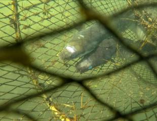 Japan to sell eels bred in captivity in ‘world first’