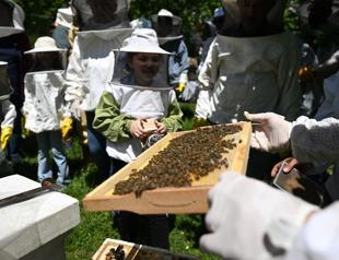 Nature enthusiasts explore bees world