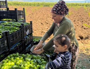 Türkiye’s crop production forecast to rise in 2026
