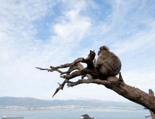 Gibraltar monkeys eat soil in junk food detox: study