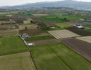 Rains boost Türkiye’s grain output but hurt fruit, vegetable quality