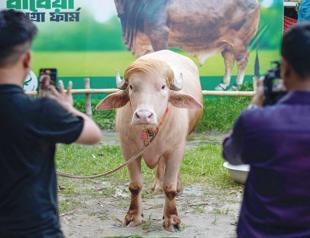 ‘Trump’ buffalo spared sacrifice, sent to Bangladesh national zoo