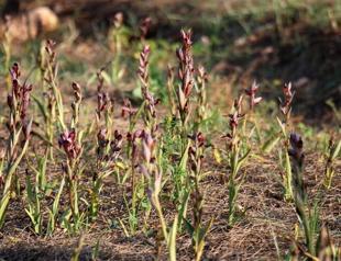 First domestic salep varieties registered