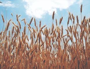Australia says wheat crop set to plunge