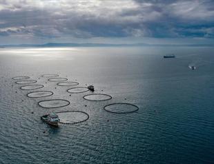 Türkiye’s fishery production rises 11 percent in 2025