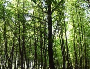 Istanbul bans entry to forests during wildfire season