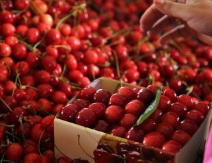 Strong harvest expected to boost Türkiye’s cherry exports