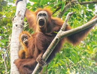 Climate change-fuelled storm decimated worlds rarest great ape: Study