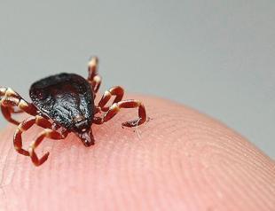 Istanbul reports 617 tick alerts in 2026 so far