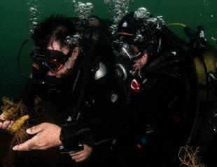 Marine life returns to İzmit Bay as massive cleanup hits 70 pct: Minister
