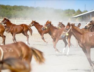 110 champion-bred foals born at Ottoman-era Sultansuyu stud farm