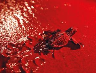 Fethiye uses red lights to protect nesting sea turtles
